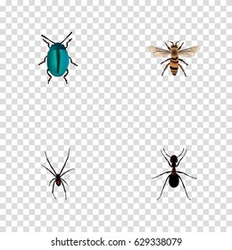 Realistic Wisp, Spinner, Bug And Other Vector Elements. Set Of Hexapod Realistic Symbols Also Includes Bug, Pismire, Wisp Objects.