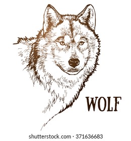 realistic wolf hand drawn vector illustration