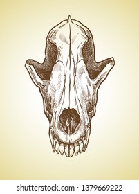 Realistic wolf skull in a graphic technique