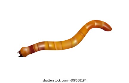 Realistic worm isolated on white, vector eps10.