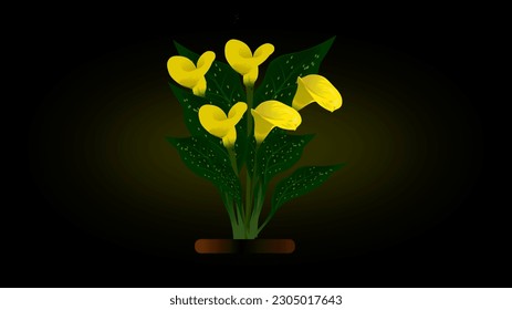 Realistic yellow calla lilies flowers in dark background. Yellow calla lilies flower in dark background suitable for wallpaper, desktop, web, banner.