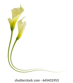 1,021 Calla lily border Images, Stock Photos & Vectors | Shutterstock