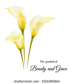 Realistic yellow calla lily. The symbol of Beauty and Grace.