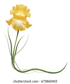 Realistic yellow iris, corner, the symbol of friendship and fidelity. 