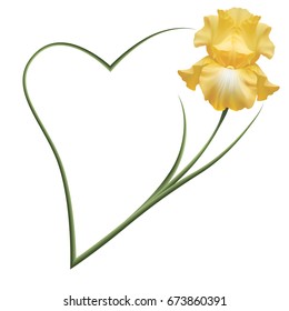 Realistic yellow iris, romantic frame, the symbol of friendship and fidelity. 