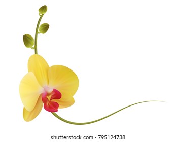 Realistic yellow orchid frame, corner.