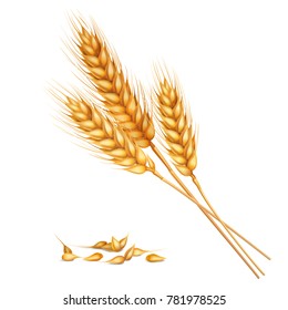 Realistic yellow ripe spikelets and grains of wheat composition on white background 3d vector illustration