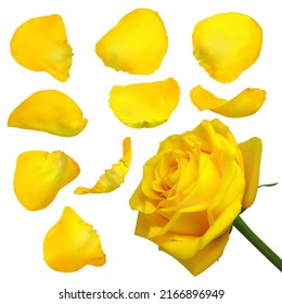 Realistic yellow rose petals. Vector illustration with mesh gradients. EPS10.