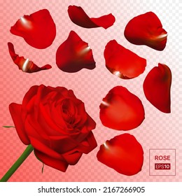 Realistic yellow rose petals. Vector illustration with mesh gradients. EPS10.