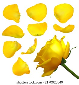 Realistic yellow rose petals. Vector illustration with mesh gradients. EPS10.