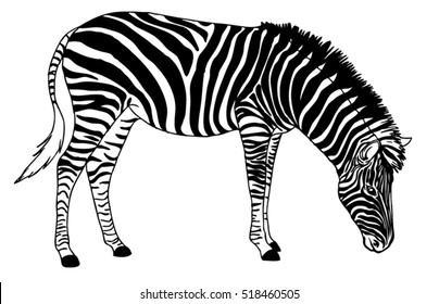Realistic Zebra Drawing - Vector