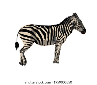 Realistic zebra isolated on white background. Hand-drawn African animal. Striped horses. Savannah animals.