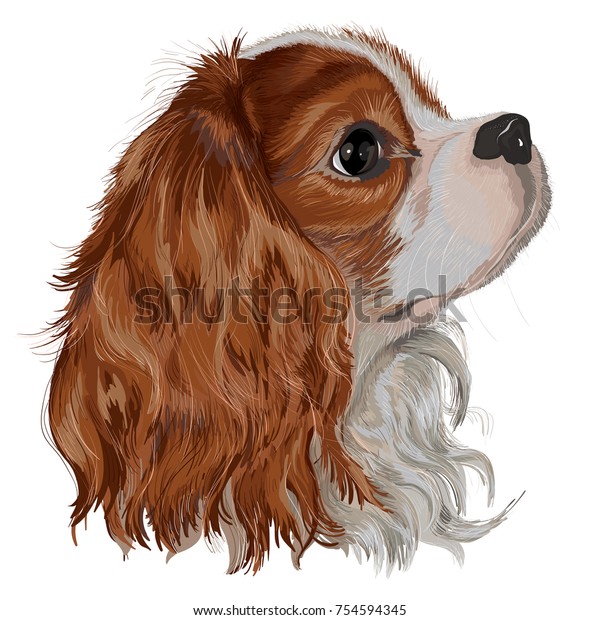 Download Realistically Vector Painted Dog Breed Cavalier Stock ...