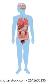 Realistics Organs Body Human Stock Vector (Royalty Free) 2141633135 ...