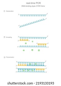 die in Echtzeit durchgeführten PCR-Schritte (Denaturierung, Glühen und Polymerisation), die die Verwendung von DNA-bindenden Farbstoffen belegten: SYBR Green (chemische Farbstoffe) für die Signalerkennung oder -analyse durch qPCR-Maschine.