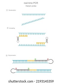 The real-time PCR steps (denaturation, annealing and polymerization) that showed the used of hairpin probe (chemistry dyes) for signal detection with qPCR machine