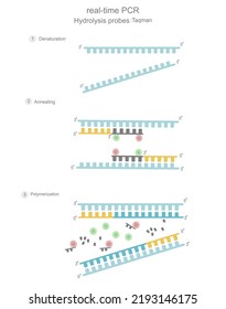 die in Echtzeit durchgeführten PCR-Schritte (Denaturierung, Glühen und Polymerisation), die den Einsatz der Hydrolysesonde zeigten: Taqman (chemische Detektionsfarbstoffe) für die Signalanalyse mit qPCR-Maschine