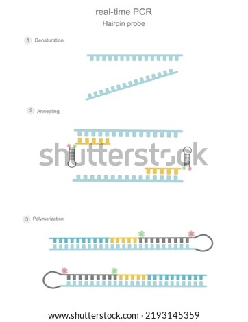 The real-time PCR steps (denaturation, annealing and polymerization) that showed the used of hairpin probe (chemistry dyes) for signal detection with qPCR machine