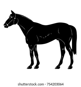 rearing up horse fine vector silhouette and outline - graceful black stallions