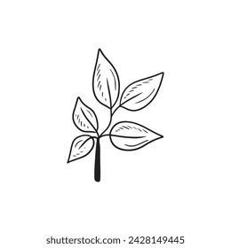 Reaslistic beautiful tropical branch with leaves inblack isolated on white background. HAnd drawn vector sketch illustration in vintage doodle engraved line art style. Botanical floral single drawing.
