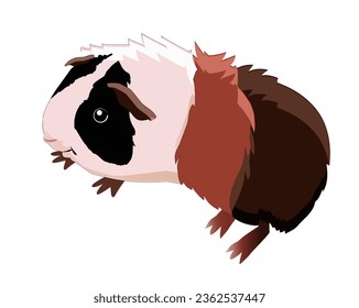 Recent guinea pigs Eat Small animal