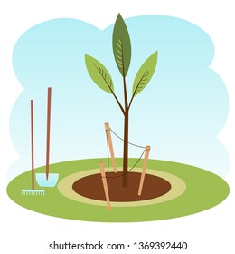 Recently planted young green tree, tied to pegs, a shovel and a rake. Vector illustration