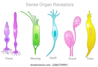 Receptor cells. Sense organs examples. Vision, various nerve cells. Touch, meissner corpuscles include, rods, cones, olfactory smell, hair, hearing, gustatory, taste. Colored illustration vector