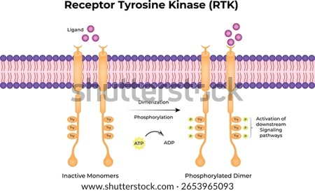Receptor Tyrosine Kinase (RTK) Vector Illustration