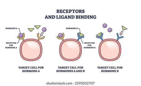 Receptors and ligand binding involves receptors, ligands, and target cells. Outline diagram.