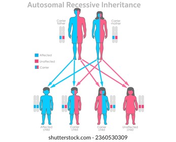 Recessive autosomal inheritance. Carrier parents, father, mother. Unaffected, affected child, son, daughter. Colored dominance allele traits. Male, female human gene ratio. Illustration vector
