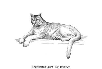 Reclining cougar. Lying American mountain lion, tiger, panther animal. Puma predator in zoo, vector illustration, hand drawn sketch art.