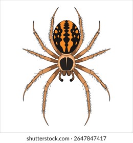 Ilustração do vetor da aranha de refluxo isolada no branco. Perigoso design de aracnídeo perfeito para rótulos de advertência e educação de espécies venenosas.