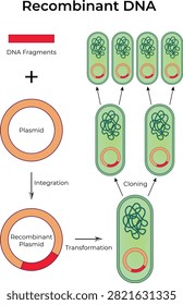 Recombinant DNA Technology Process Diagram