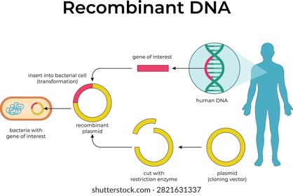 Recombinant DNA Technology Process Diagram