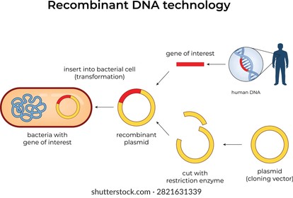 Recombinant DNA Technology Process Diagram