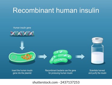 Rekombinantes Humaninsulin. Rekombinante Bakterien verwenden das Gen zur Herstellung von Insulin. Querschnitt eines Bakteriums mit Plasmid. Durchstechflasche aus Glas mit Insulin. Isometrische flache Vektordarstellung