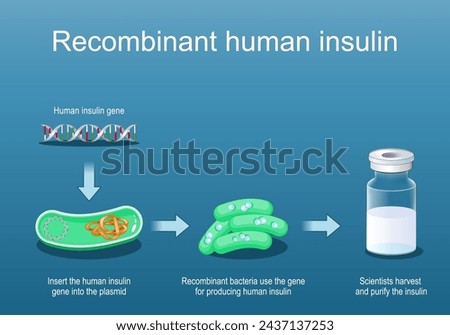 Recombinant human insulin. Recombinant bacteria use the gene for producing insulin. Cross section of a bacteria with plasmid. Glass vial with Insulin. Isometric flat vector Illustration