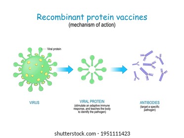 Recombinant protein vaccine. mechanism of action to prompt the body to produce antibodies against SARS-CoV-2, and different infectious diseases. COVID-19. 
