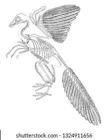 Reconstitution of the skeleton and fragments of the plumage of Archeopteryx, vintage engraved illustration. From the Universe and Humanity, 1910.
