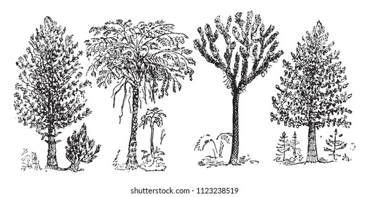 Reconstruction of the Great Plants of the Coal Period, vintage engraved illustration. From Natural Creation and Living Beings.
