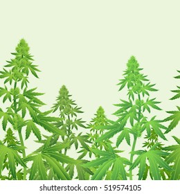 Recreational Marijuana Plant Cannabis Horizontal Seamless Pattern Vector Illustration
