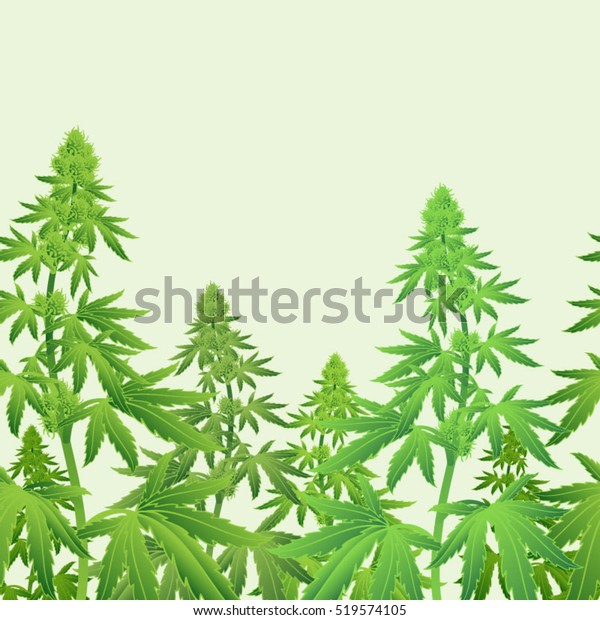マリファナ Marijuana 植物cannabis水平シームレスパターンベクターイラスト のベクター画像素材 ロイヤリティフリー