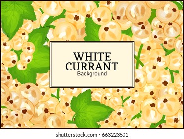 Rectangle label on ripe white currant background. Vector card illustration. White berry fresh and juicy currant for packaging design food, juice, jam, ice cream, smoothies, detox, cosmetics cream, tea