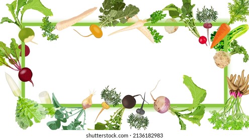 Rectangular banner with carrot, Beetroot, Celery, Parsley, Daikon, Parsnip, Rutabaga, Turnip, Yellow turnip, Arracacha, Maca, and Red, Black, Chinese radish. Template. Vector illustration