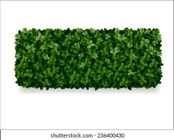 rectangular boxwood shrubs, green fence