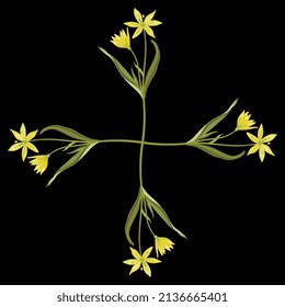 Rectangular floral cross design with four blooming branches of yellow star of Bethlehem flower. Gagea lutea. Spring wildflower. On black background. Isolated vector illustration.