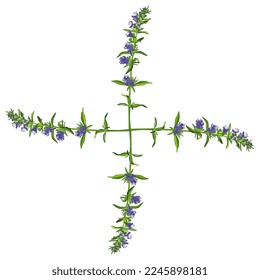 Rectangular floral cross design with four blooming branches of hyssop flower. Hyssópus officinális. Isolated vector illustration.