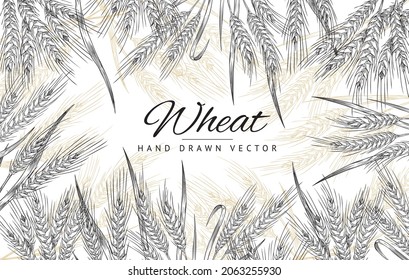 Rectangular frame with hand drawn wheat spikelets in sketch vector illustration isolated on white background. Beautiful ears of wheat for decoration of packaging for bakery, flour production, farming