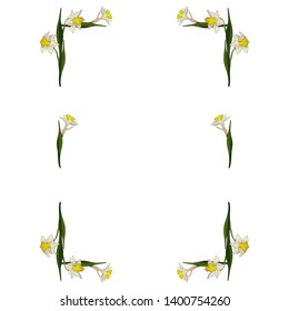 Rectangular frame made of white daffodils. Decorative element with flowers on white background for your design