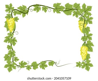 Rectangular Frame. Vine with foliage and bunches of grapes. Viticulture and farming. Branches with berries on a dense bush. Young vineyard. Sweet autumn harvest. Isolated on white background. Vector